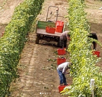 vendemmia rocca san casciano